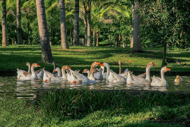 Mansão de 10 suítes em Ilha Grande - Ang008