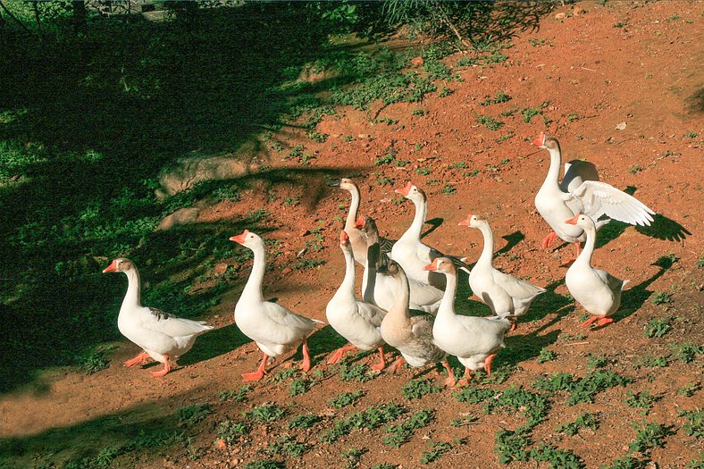 Mansão de 10 suítes em Ilha Grande - Ang008