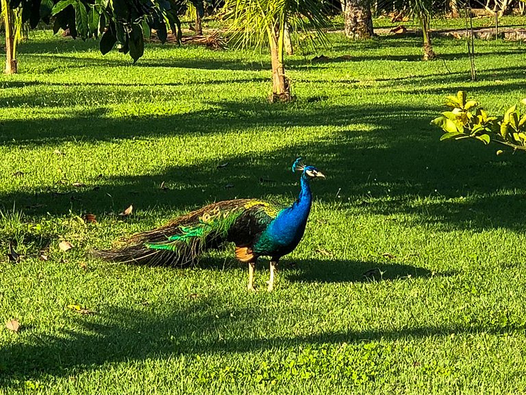 Mansão de 10 suítes em Ilha Grande - Ang008